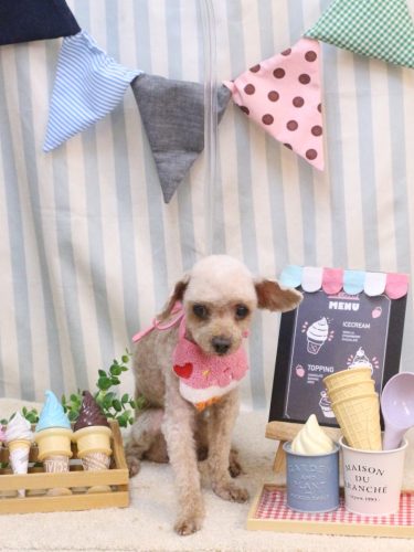 20250524きなこちゃん